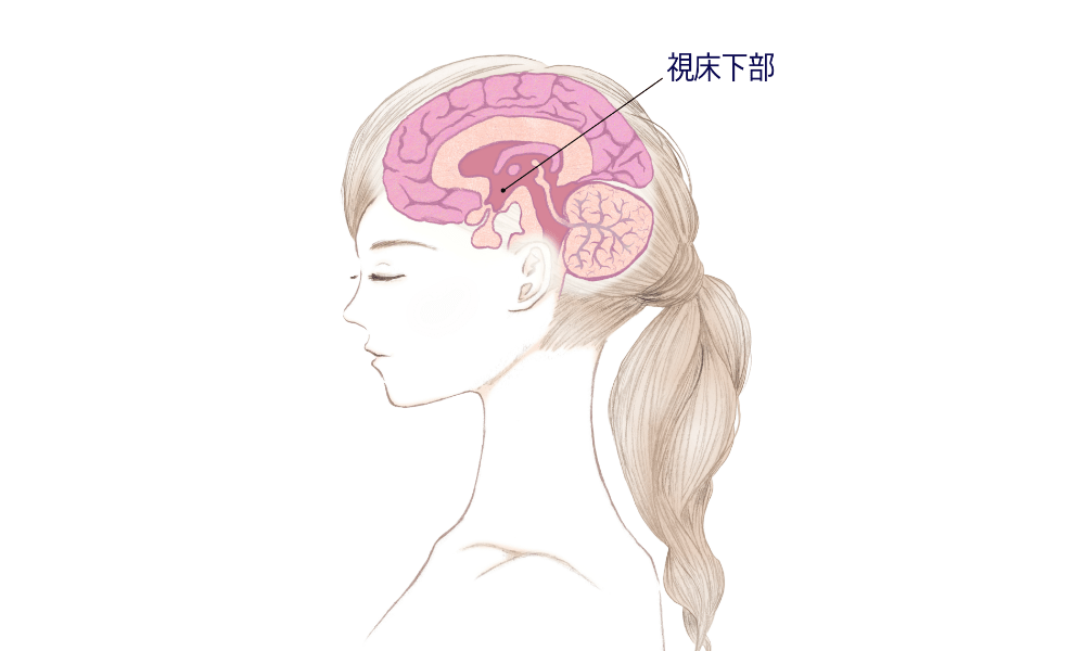 片頭痛の原因の視床下部