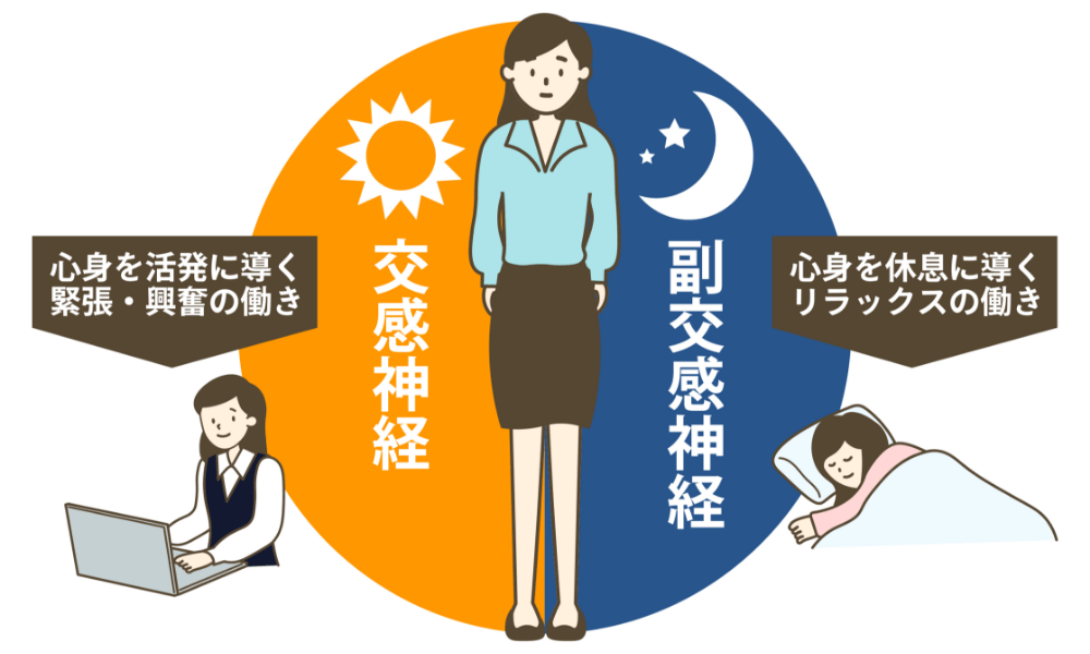 自律神経のそれぞれの働き